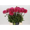 Dahlia Isa Candy