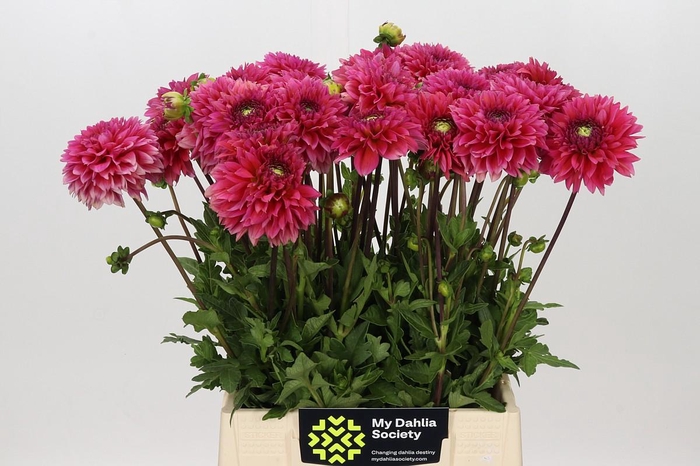 Dahlia Isa Candy