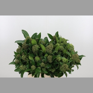 Skim J Frag Cloud Bs