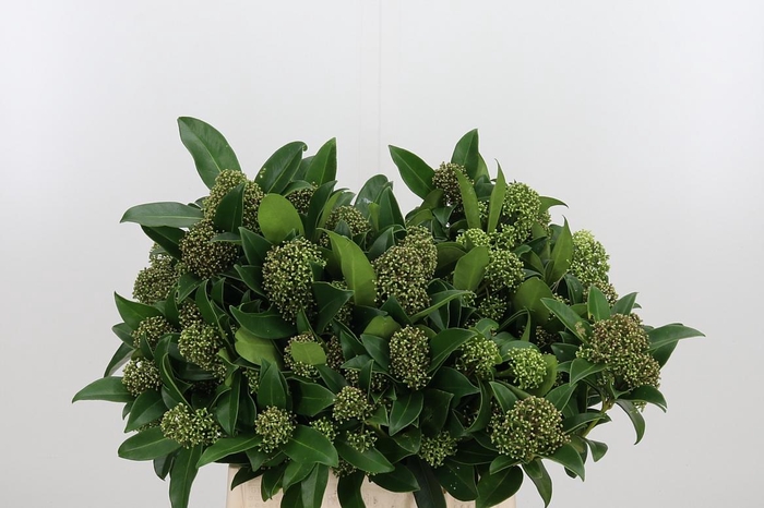 <h4>Skim J Frag Cloud Bs</h4>