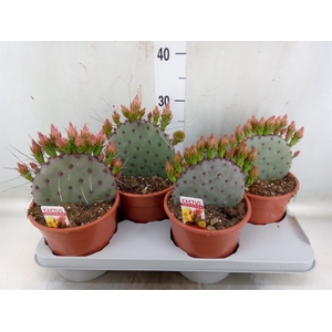 Opuntia azurea