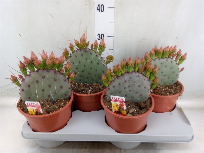 <h4>Opuntia azurea</h4>