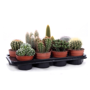 Cactus canarias 12 cm