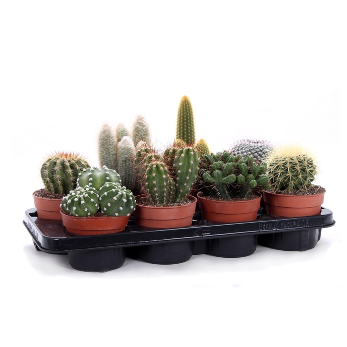 <h4>Cactus canarias 12 cm</h4>