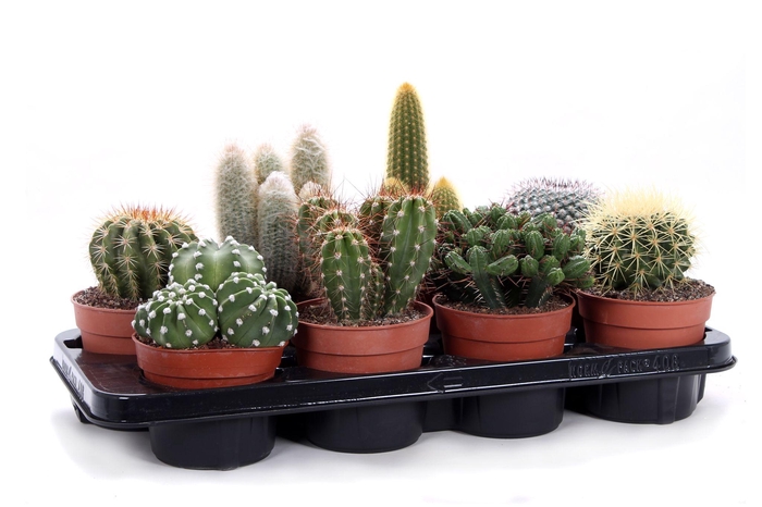 <h4>Cactus canarias 12 cm</h4>