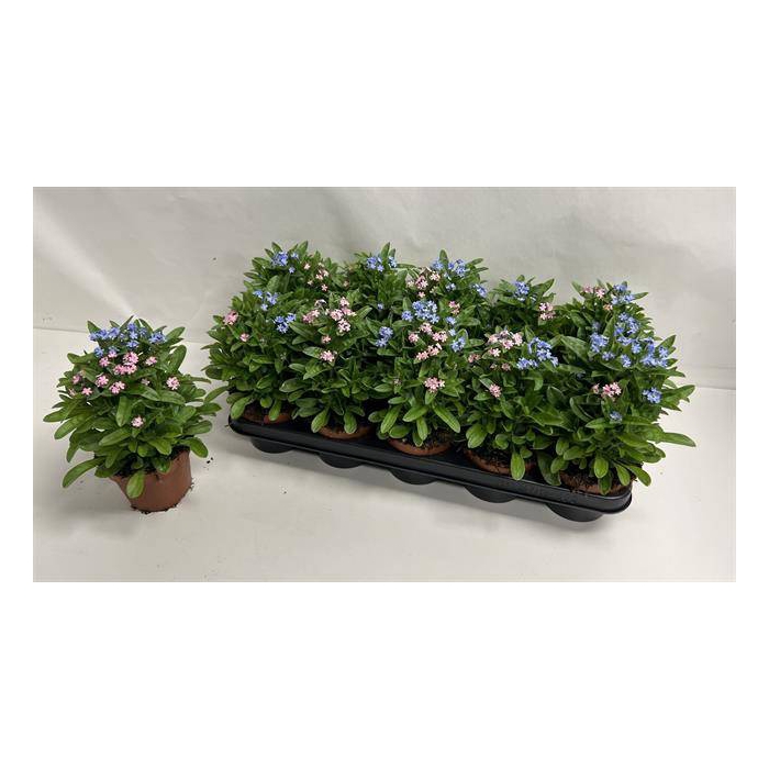 <h4>Myosothis Sylvat Mon Amie 12Ø 24cm</h4>