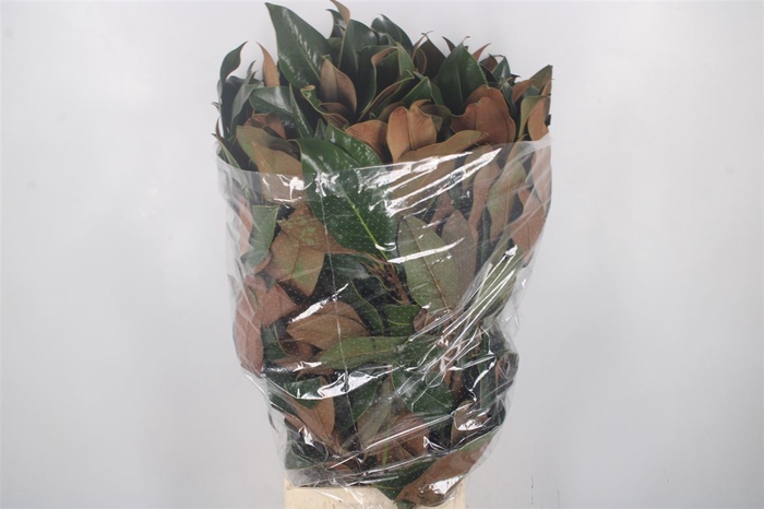 <h4>Magnolia Leaves Per Bunch</h4>