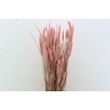 Dried Triticum X5 Frosted Pink Bunch