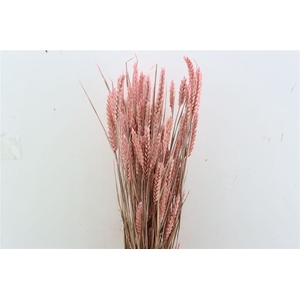 Dried Triticum X5 Frosted Pink Bunch