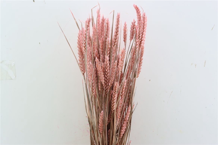 <h4>Dried Triticum X5 Frosted Pink Bunch</h4>