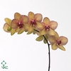 PHAL GOLDEN TREASURE