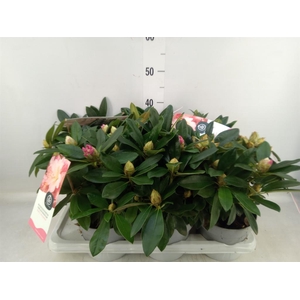 Rhododendron   ...
