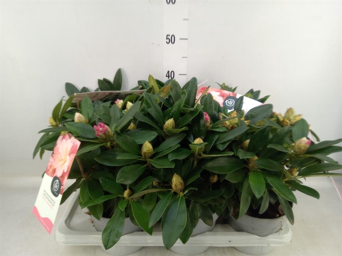 <h4>Rhododendron   ...</h4>