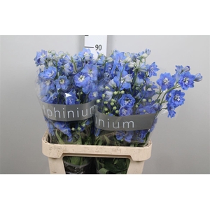 Delph Du Centu Skyblue