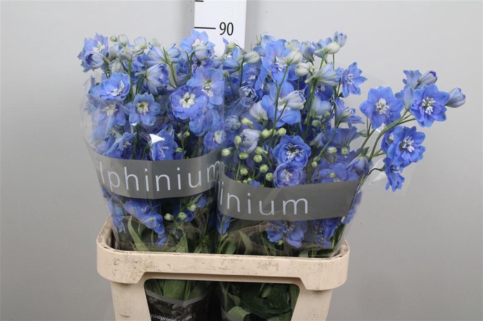 <h4>Delph Du Centu Skyblue</h4>