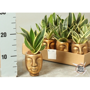 SANSEV TRIFASCIA  OV