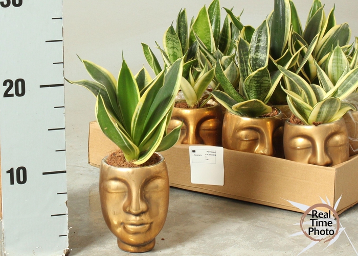 <h4>SANSEV TRIFASCIA OV</h4>