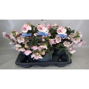 Helleborus  'Atrorubens'