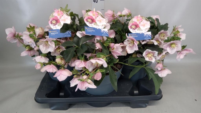 <h4>Helleborus 'Atrorubens'</h4>
