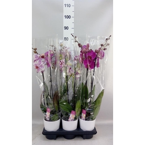 Phalaenopsis   ...mix