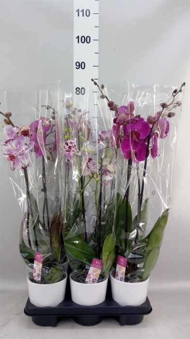 <h4>Phalaenopsis   ...mix</h4>