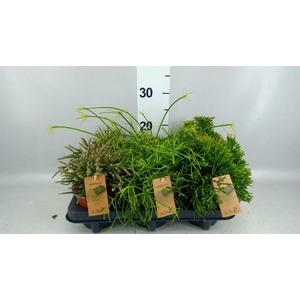 Rhipsalis   ...mix
