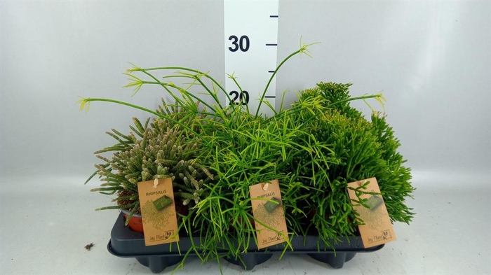 <h4>Rhipsalis   ...mix</h4>