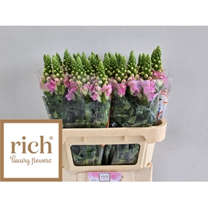 ANTIR LEGEND LI PINK