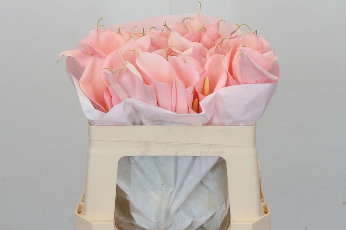 Zantedeschia Eydolls Salmon