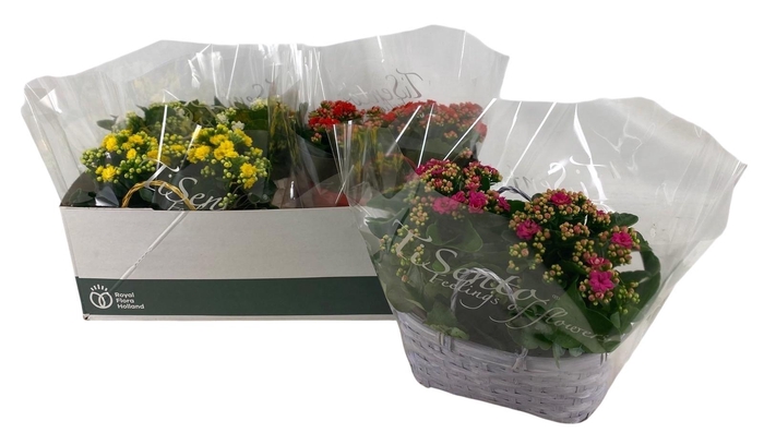 <h4>KAL GE GEM 4 KL</h4>