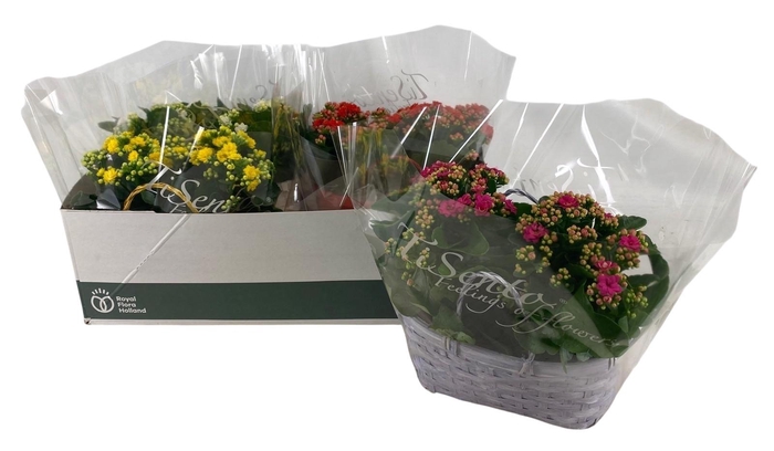 <h4>KAL GE GEM 4 KL</h4>