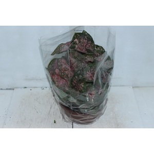 CALADIUM VARIADO C21