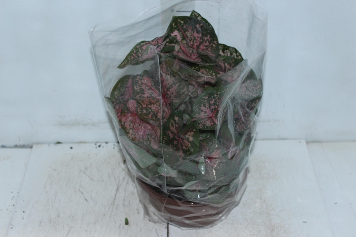 <h4>CALADIUM VARIADO C21</h4>