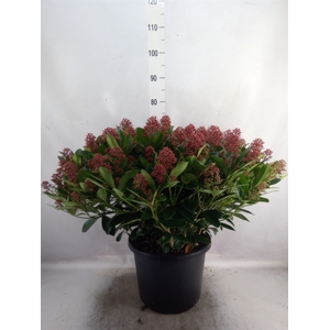 Skimmia jap. 'Rubella'