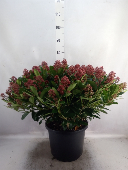 <h4>Skimmia jap. 'Rubella'</h4>