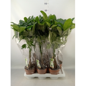 Pachira aquatica