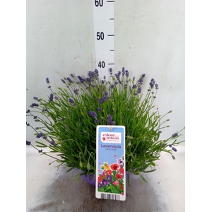 Lavandula angus. 'Essence Pure'