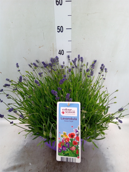 <h4>Lavandula angus. 'Essence Pure'</h4>