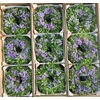 Wr Limonium Mixed Fresh Colors 30cm
