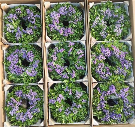 Wr Limonium Mixed Fresh Colors 30cm
