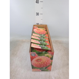 Dahlia   ...flowerbulbs