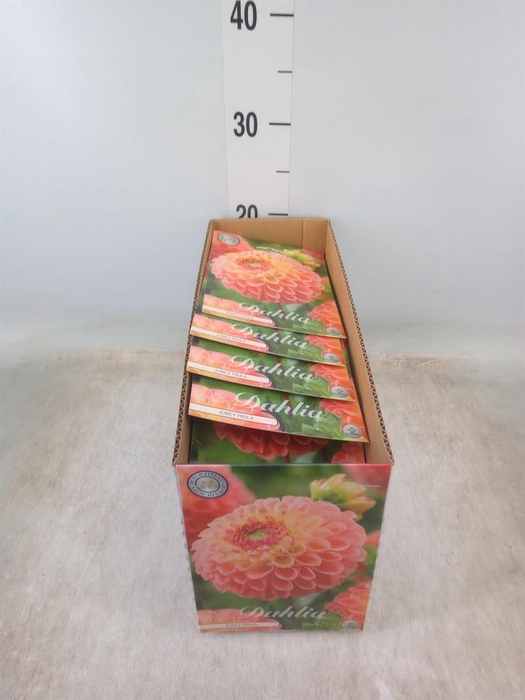 <h4>Dahlia   ...flowerbulbs</h4>