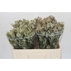 Anigozanthos Cape Gray Moss