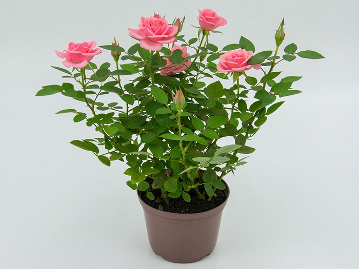 <h4>ROSEIRA MINI P13 ROSA</h4>