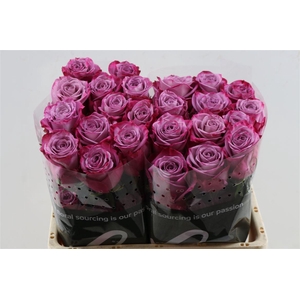 R Gr Moody Blues Tessa