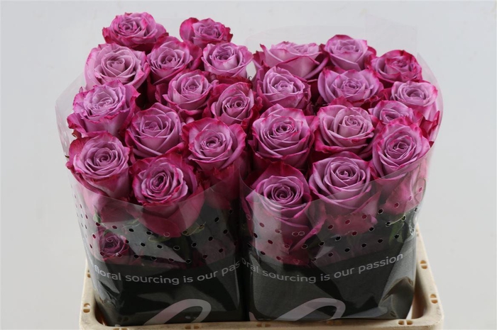 <h4>R Gr Moody Blues Tessa</h4>