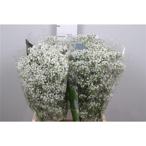 Gyps Pa Millio Daisy