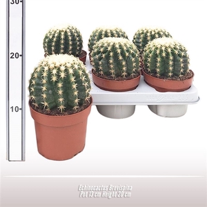 Echinocactus Brevispina
