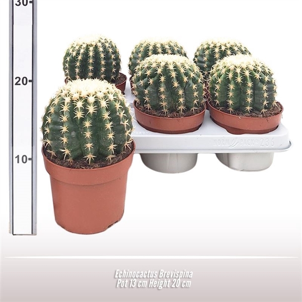 <h4>Echinocactus Brevispina</h4>