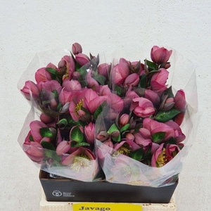 HELL FRK PENNYS PINK